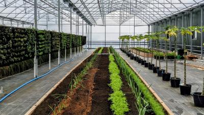 Salad, veg and herbs growing in raised beds and vertical planters in a huge plant nursery